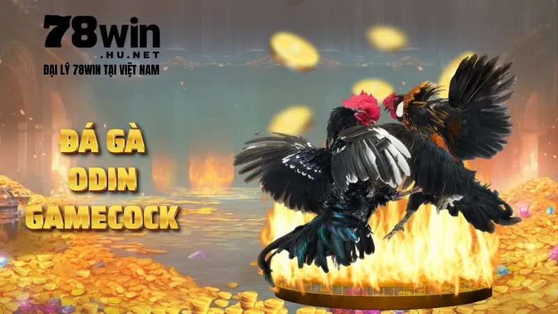 Đá gà Odin Gamecock
