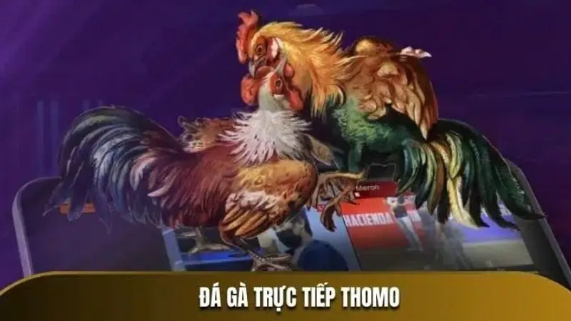 78Win Nổi bật với sảnh đá gà chất lượng cao