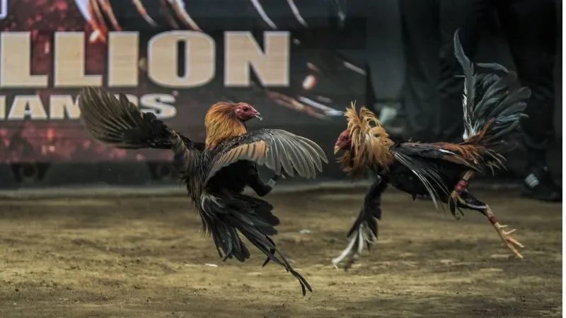 Đá gà cá cược đỉnh cao minh bạch